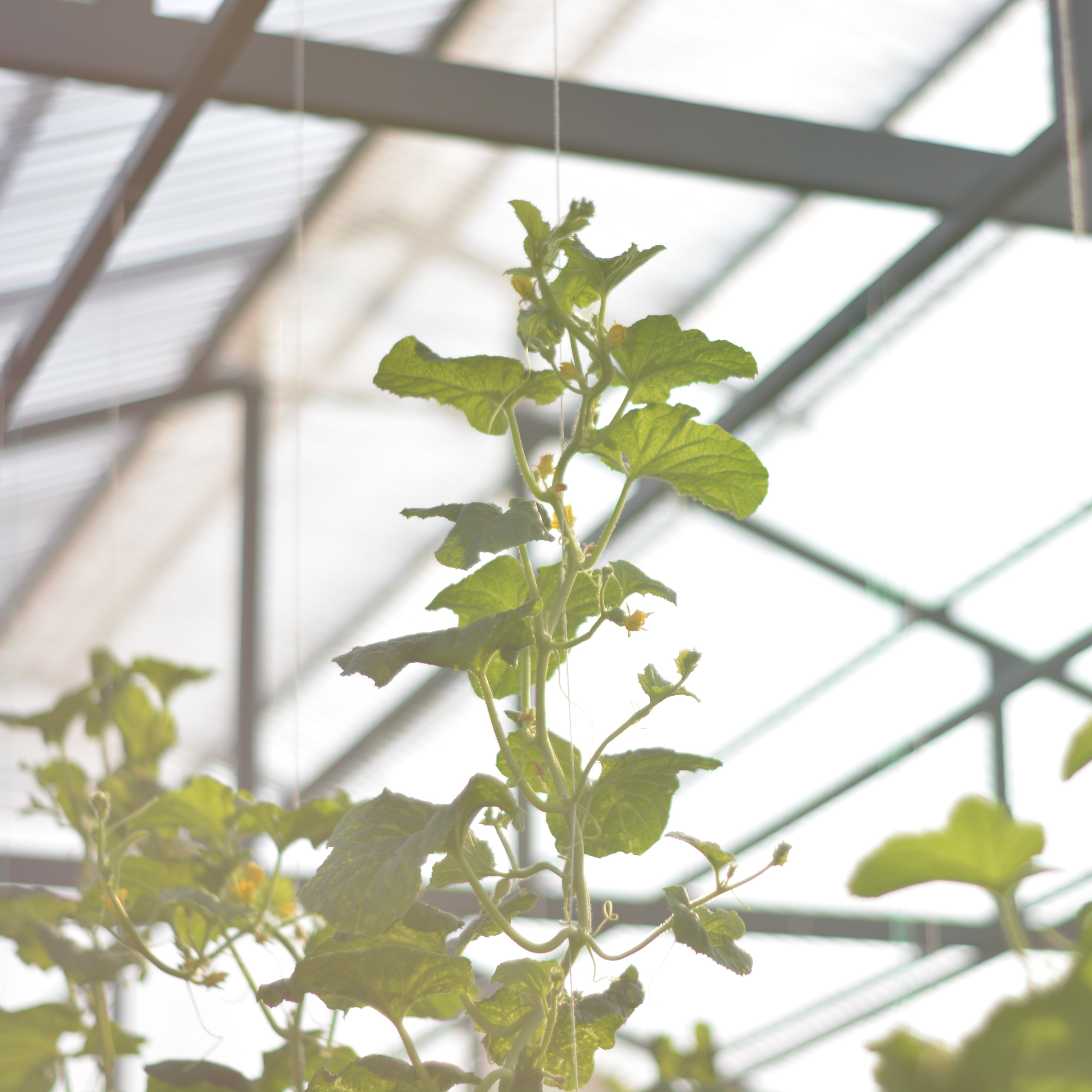 Budi Daya Tanaman Anggur