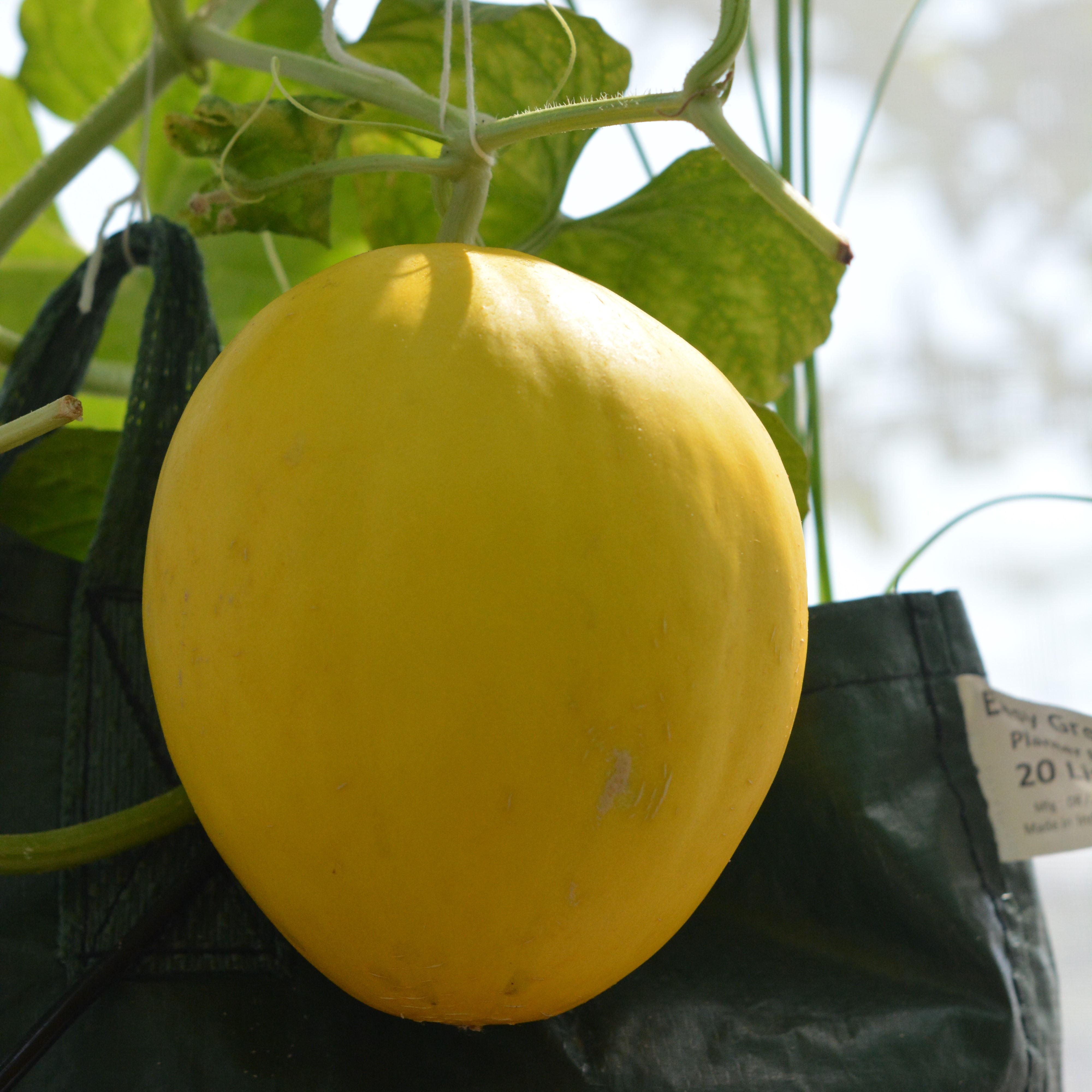 Smart Green House Melon